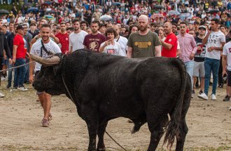 Vaca das Cordas 2025